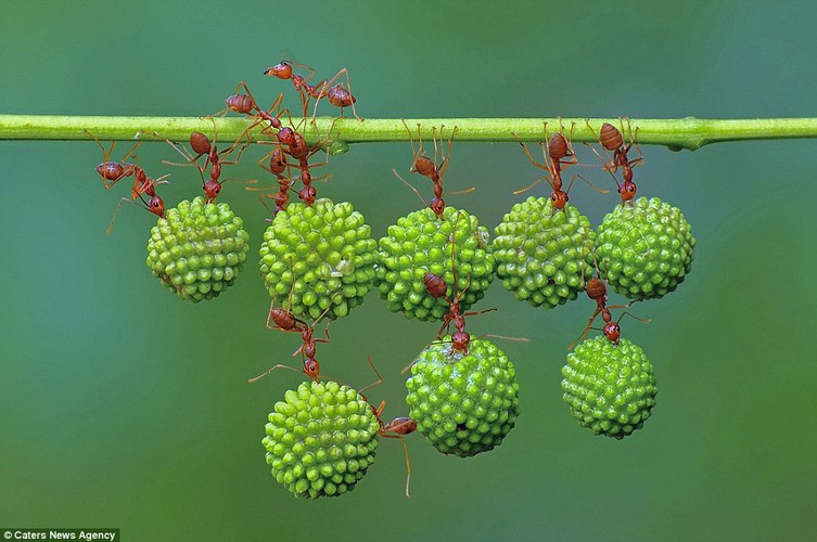 Bài học từ loài kiến bé nhỏ